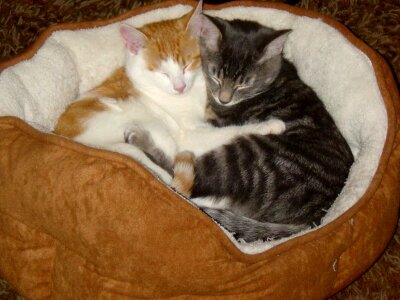 Cat domestic cat hugging photo