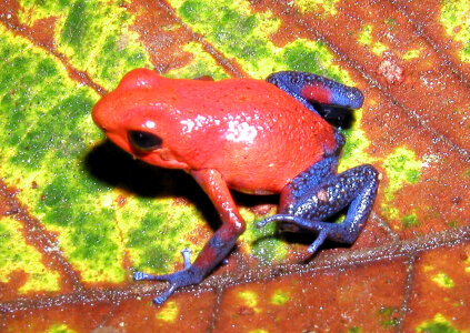 Strawberry Poison-Dart Frog - Oophaga pumilio photo