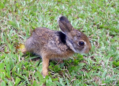 Animal cute hare photo
