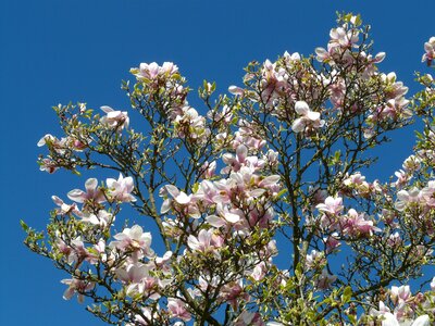 Magnolia magnoliengewaechs magnoliaceae photo