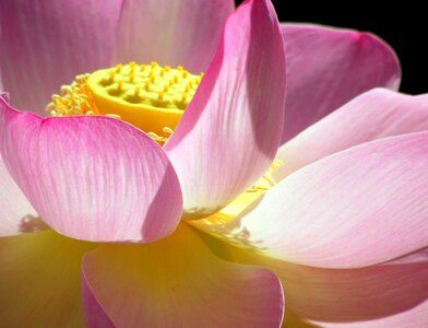 Aquatic beautiful beautiful flowers