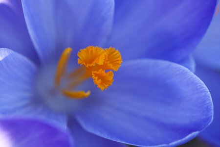 Natural blossom bloom photo