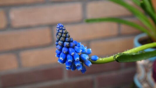 Flower pot garden bricks photo