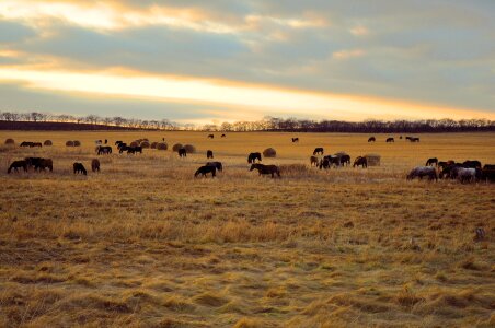 Horse herd in a field photo