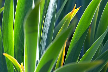 Ecology foliage green leaves