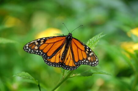 Butterfly insects bug