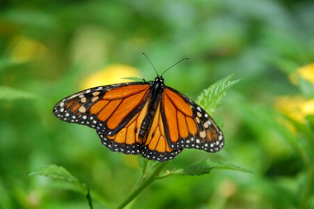 Butterfly insects bug photo