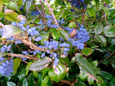 Agriculture branch flora