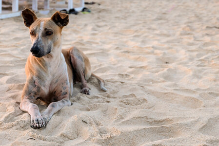 Street Dog Sitting on a Beach photo