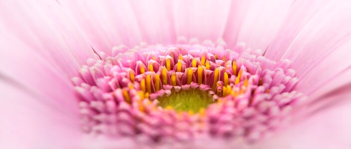 Pink plant macro photo