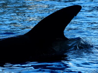 Orcinus orca orka orca photo