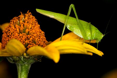 Grasshopper macro close up photo