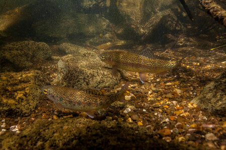 Rainbow trout in stream photo