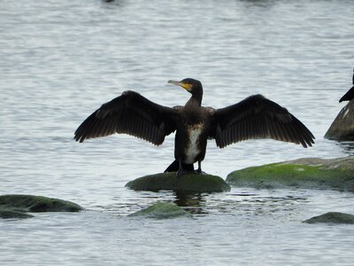 Coast wings phalacrocorax