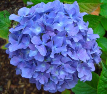 Flower bloom blossom