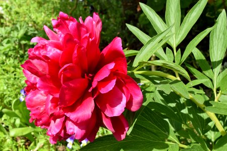 Flower Garden green leaves peony