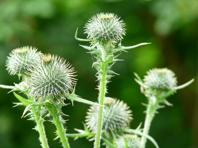 Thistle ornamental plant medicinal plant