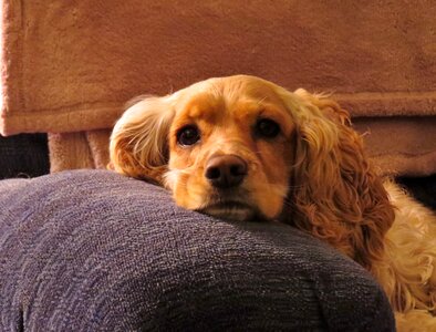 Dog spaniel canine