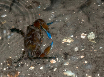 Rugose swimming crab in the water - Callinectes exasperatus