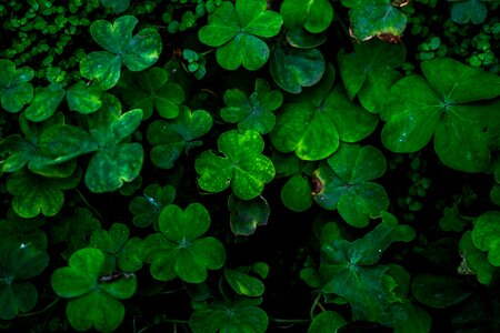 Closeup Of Clover Leaves photo