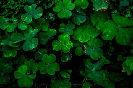 Closeup Of Clover Leaves