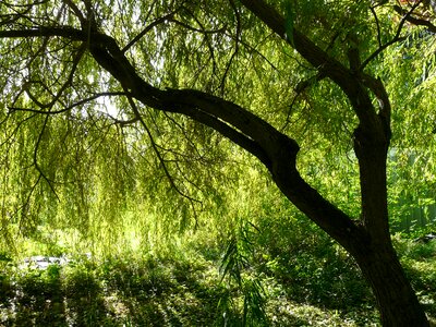Salix babylonica weeping willow salix photo