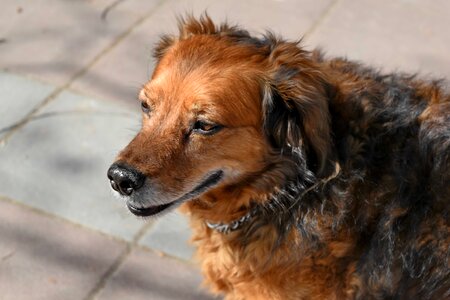 Pedigree purebred adorable photo