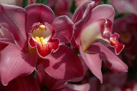 Red orchidaceae singapore