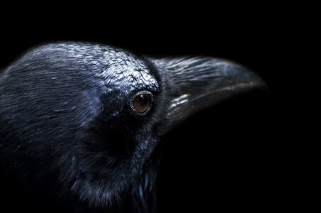 Bird black crow