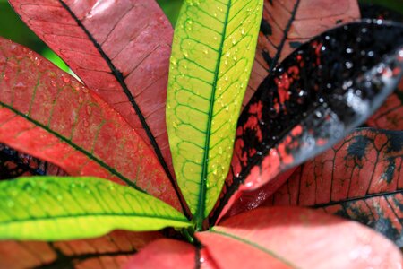 Beautiful beautiful flowers beautiful photo