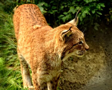Predator mammals eurasischer lynx