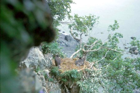 Bald Eagle cliff eagle photo