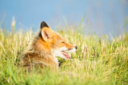 Red fox lying in the grass-1 photo
