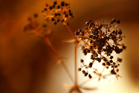 Nature background