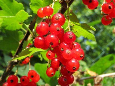 summer redcurrant berry bunch photo