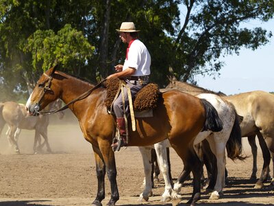 Animal stallion wild photo