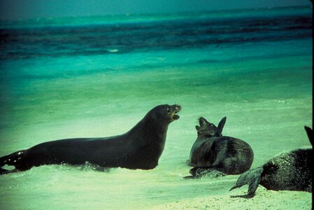 Mammal water 