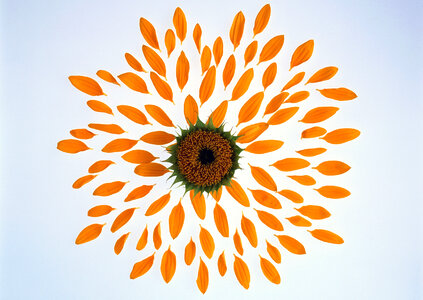 Sunflower petals isolated on white background photo