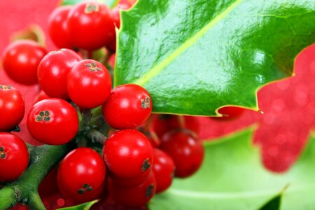 Green holly macro