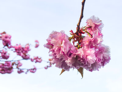 Pink Flowers photo