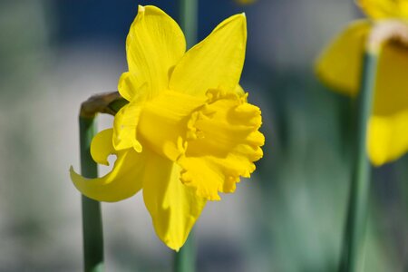 Blurry daffodil narcissus
