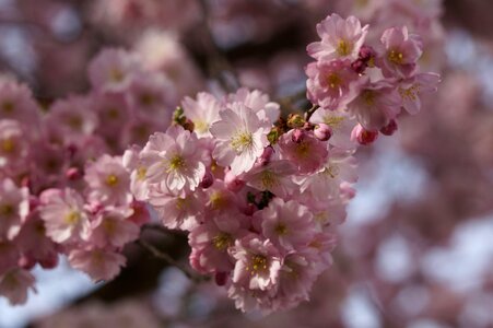 Spring blossom close up