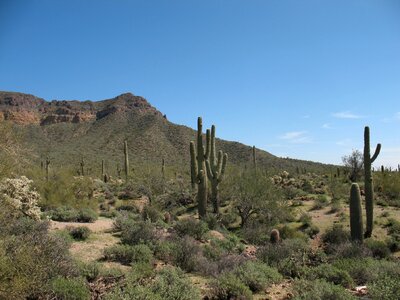 Landscape dry saguaro