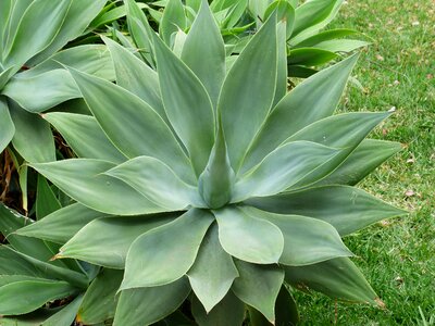 Green agave attenuata agave