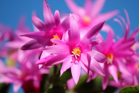 Blossoms pink cactus photo