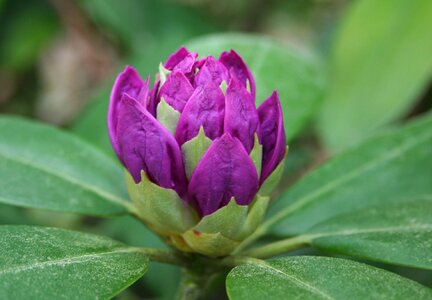 Flower purple blooming