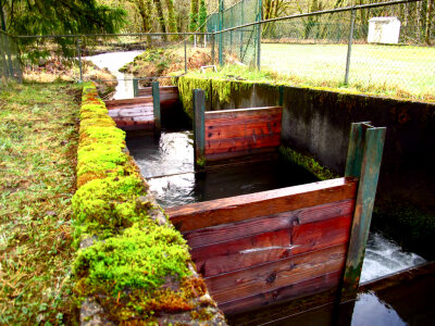 Fish Ladders at Abernathy Fish Technology Center. photo