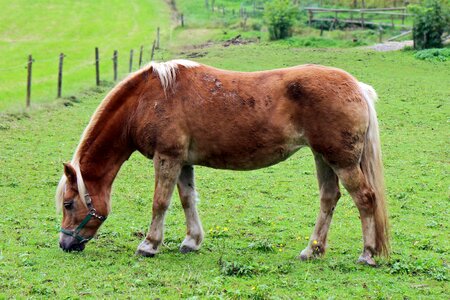Pasture graze green