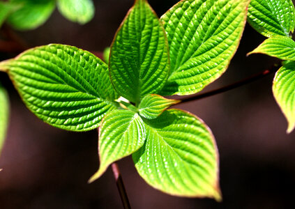 Leaf close up photo