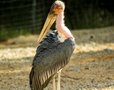 Marabou beak wader